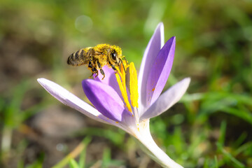 Honey bee collecting pollen from purple crocus flower © manfredxy