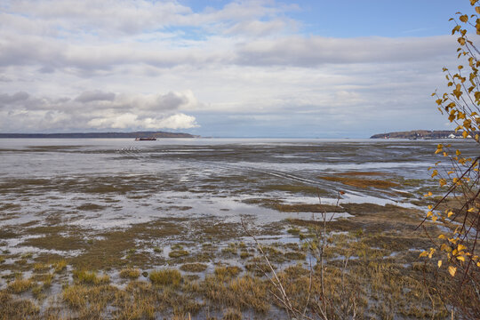 Coastal mudflat landscape with yellow autumn branches