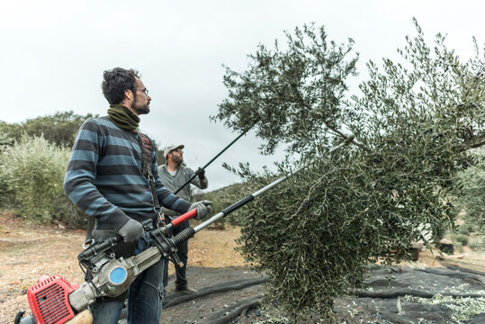 Man bears the olives with a stick and other times with a vibrating machine so that the fruits fall and collect them to make oil