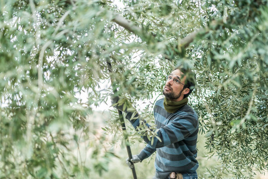 Man bears the olives with a stick and other times with a vibrating machine so that the fruits fall and collect them to make oil