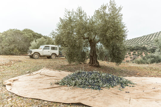olives oil production. Fallen olives in focus