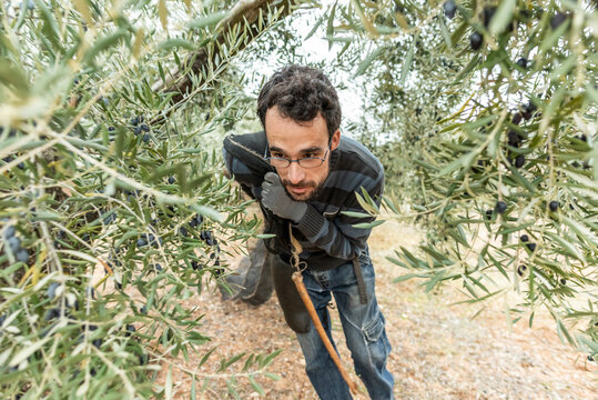 Real images of work day of men collecting black olives for produce olive oil