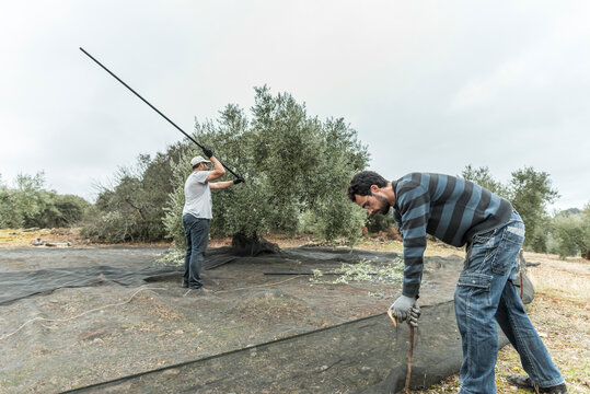 Man bears the olives with a stick and other times with a vibrating machine so that the fruits fall and collect them to make oil
