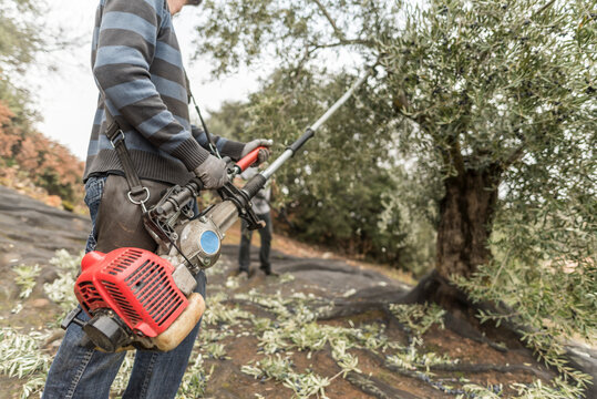 Man bears the olives with a stick and other times with a vibrating machine so that the fruits fall and collect them to make oil