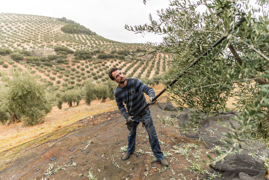 Man bears the olives with a stick and other times with a vibrating machine so that the fruits fall and collect them to make oil