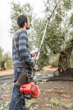 Man bears the olives with a stick and other times with a vibrating machine so that the fruits fall and collect them to make oil