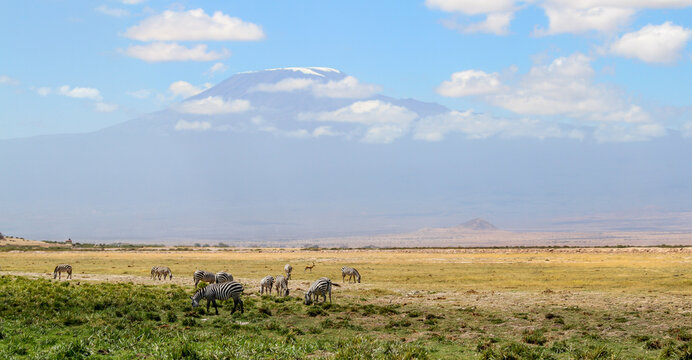 Beautiful landscape panorama of zebras grazing in Amboseli Kenya with the iconic Mount Kilimanjaro in the background.
