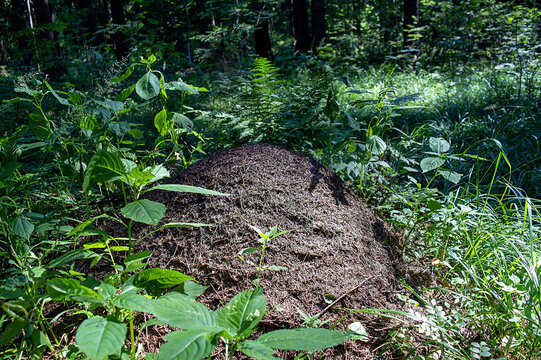 A large anthill in a green summer forest