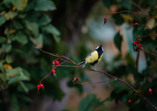bird, tit, sitting in an autumn garden on a thorny rosehip branch with red berries
