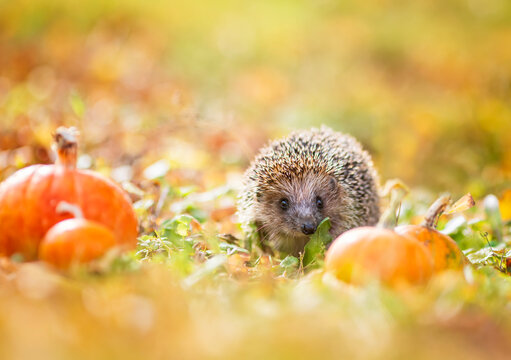 prickly wild hedgehog walking in an autumn garden among pumpkins at Halloween