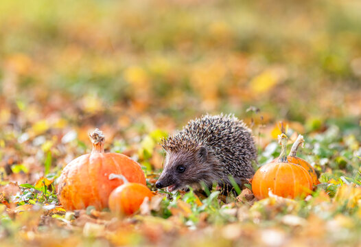 prickly wild hedgehog walking in an autumn garden among pumpkins at Halloween