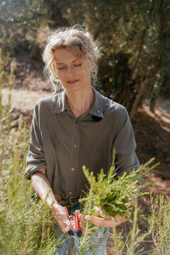 Woman Harvesting Fresh Rosemary with Pruning Shears in Sunny Herb Garden