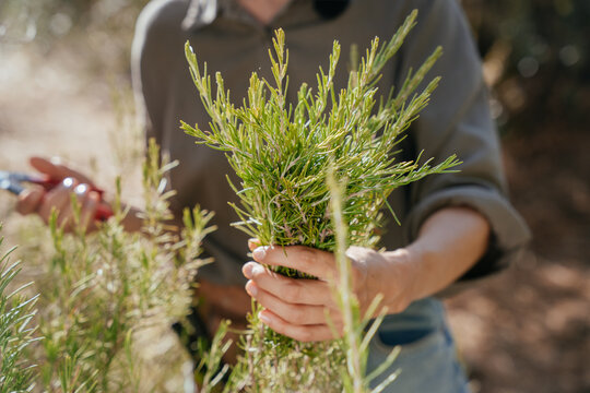 Close Up of Freshly Harvested Rosemary Bouquet in Woman's Hands