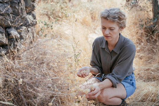 Blonde Woman Collecting Dried Wildflower Seeds in Dry Summer Meadow