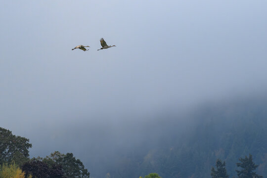 Pair of Sandhill Cranes Flying Over a Fog-Shrouded Forested Hillside