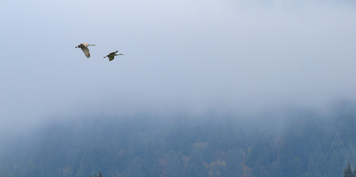 Two Sandhill Cranes Gliding Together Over a Misty Evergreen Forest at Dawn