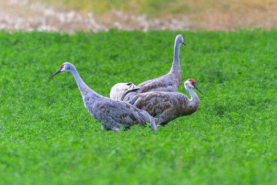 Four Sandhill Cranes Foraging in a Lush Green Alfalfa Field with Red Crowns