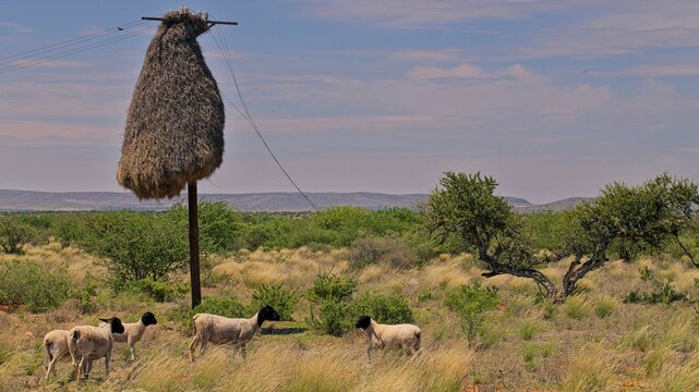 An impromptu meeting beneath a sociable weavers residence. 