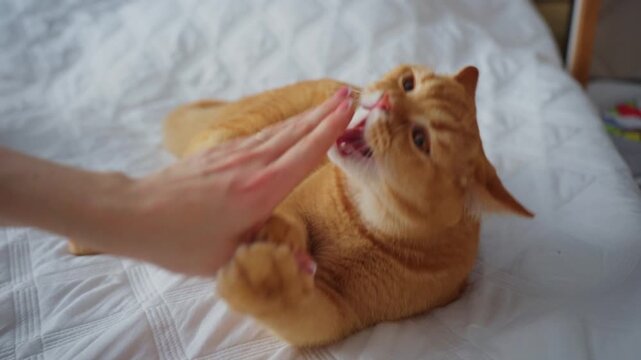 Soft hand strokes orange cat's head. Cat lies relaxed on white bedspread. Gentle touch makes feline appear content. Ideal for cozy pet or home lifestyle scenes