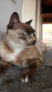 Stray cat in Buddhist temple