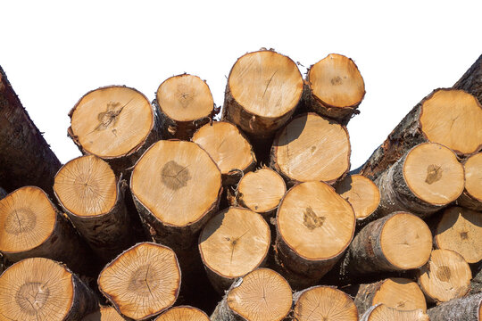Stack of cut birch logs with visible annual growth rings and rough bark, isolated on transparent background. Sawn tree logs at sawmill warehouse, wood texture and timber industry.