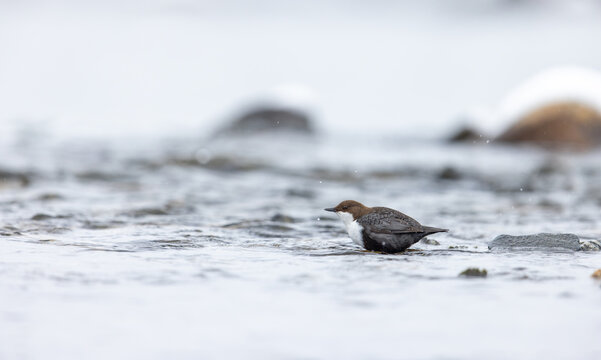 View of a white-throated dipper standing in a shallow, rocky stream during winter in Fjord, More og Romsdal, Norway.