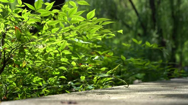 The green plants in the park have their leaves swaying in the wind.