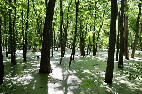 The swampy wetland in the forest on a spring day.