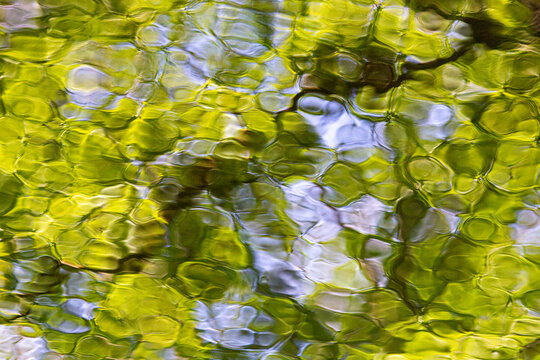 View of abstract green foliage reflections on the rippling water surface in Waterloopbos, Marknesse, Flevoland, Netherlands.