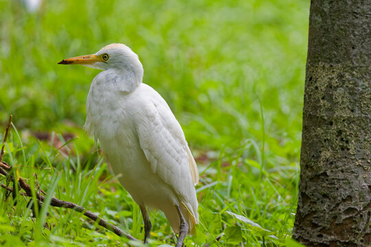 Cattle Egret Standing in Lush Green Grass
