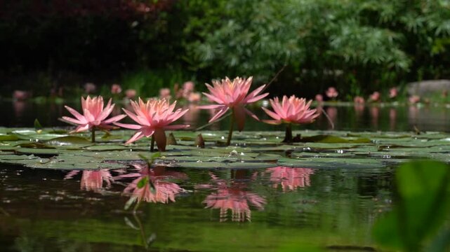 The water lilies in the park's aquatic ecosystem sway with the wind.