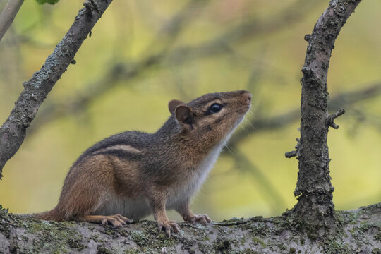 chipmunk in a tree