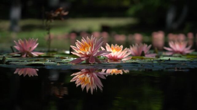 The water lilies in the park's aquatic ecosystem sway with the wind.