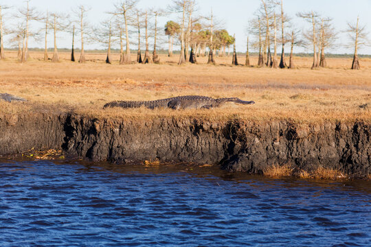 American Alligator Resting Beside Water in Open Wetland