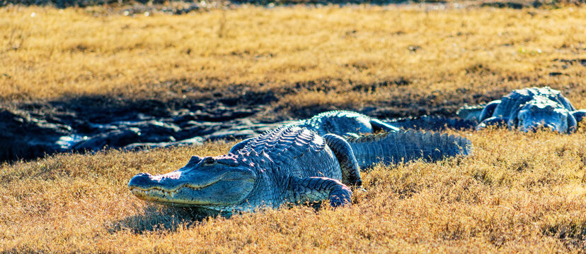 American Alligator Resting in Dry Wetland Grass
