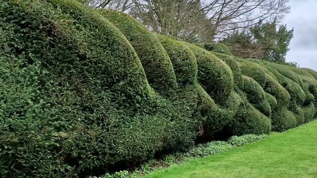 Camera moving smoothly along undulating sculpted green hedge in manicured historic garden. Cloud pruning topiary art and estate landscaping concept.