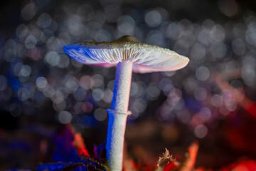 fly agaric mushroom © Yasin