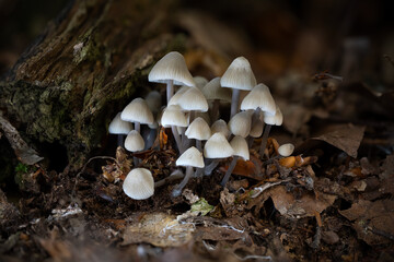 mushrooms on a tree © Yasin