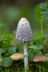 mushroom in the forest © Yasin