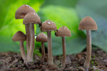 mushrooms in the forest © Yasin