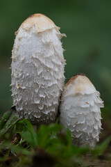 mushroom in the forest © Yasin