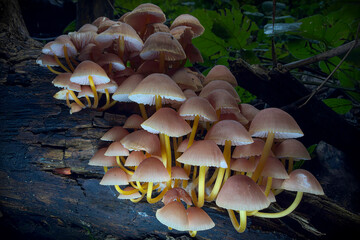 mushrooms in the forest © Yasin