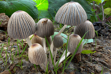mushrooms in the forest © Yasin