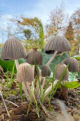 mushroom in the forest © Yasin