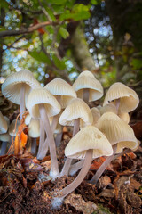 mushrooms in the forest © Yasin