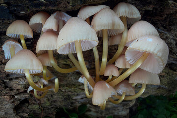 mushrooms in the forest © Yasin