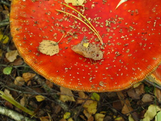 fly agaric mushroom © hannah