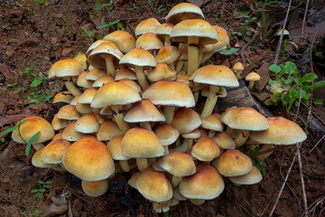 mushrooms in the forest © Yasin
