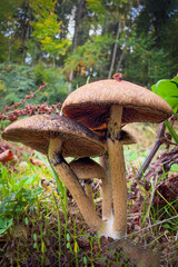 orange cap boletus © Yasin