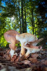 mushrooms in the forest © Yasin